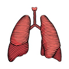 hand drawn human lung illustration colored