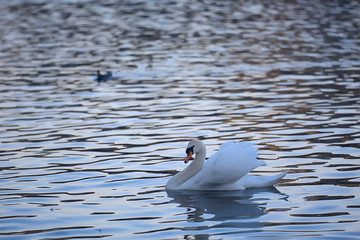 white swans in the water / wild beautiful birds, swans in nature