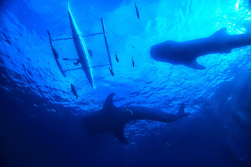 underwater world / blue sea wilderness, world ocean, amazing underwater