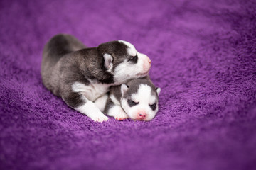 Fototapeta premium Siberian Husky puppies