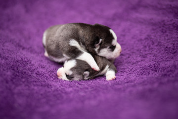 sleeping puppies