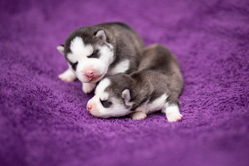 two husky puppies