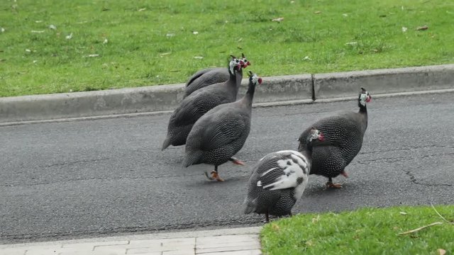A flock of wild black turkeys crossing the road in the morning