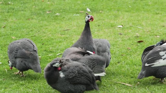 A flock of wild black turkeys pecking their own feathers on the field
