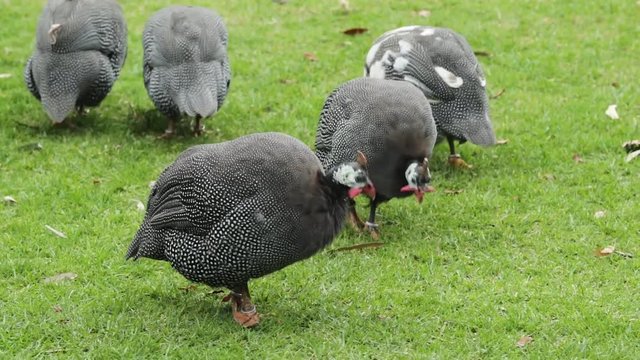 A flock of wild black turkeys looking for food on the field