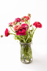 Pink ranunculus (buttercup) on white background
