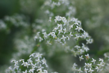 small white flowers in the field on a blurred natural background