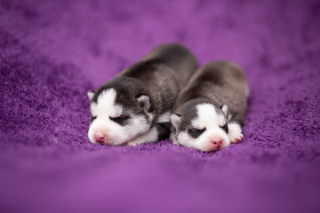 two husky puppies