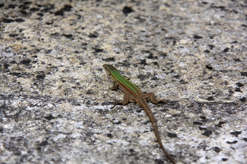 petit lézard