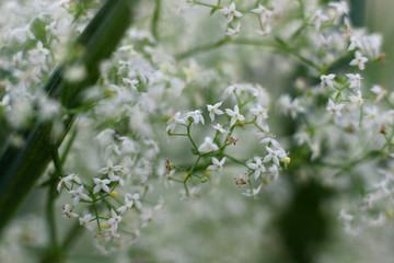 small white flowers in the field on a blurred natural background