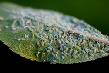 Fototapeta premium garden pests on the leaves of fruit trees