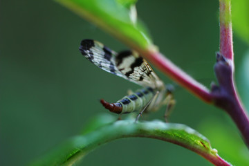beautiful insect on garden leaves with blurred background