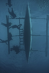 snorkeling whale shark / Philippines, diving with sharks, underwater scene