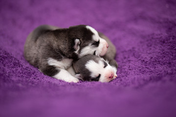 2 husky puppies