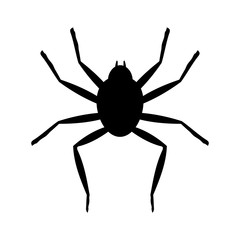 spider black flat icon. vector illustration logo. isolated on white background