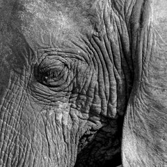 Aged Elephant Eye