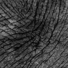 Elephant Skin