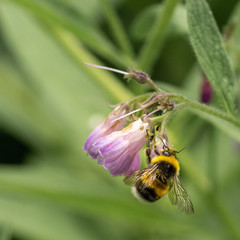 A bee hovers over a pink flower looking for nectar as detail in its wings and body are captured in the frame