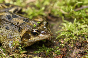 A close-up of a frog sitting patiently, unblinking, unmoving waiting for prey to come within reach