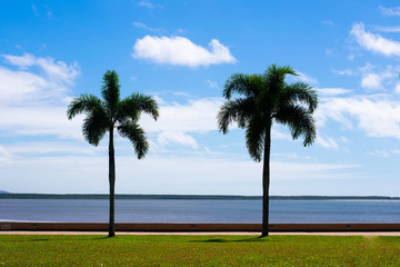 Fototapeta premium Two palm trees on beach
