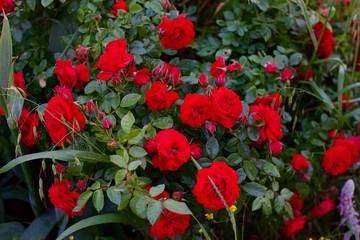 roses rouges