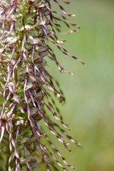 orchidée -détail  Himantoglossum hircinum orchis bouc