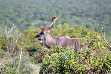 Kudu Bull Out-of-Focus