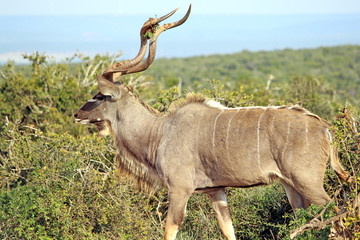 Kudu Bull