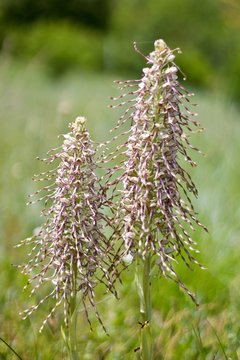 orchid&eacute;e -1  Himantoglossum hircinum orchis bouc