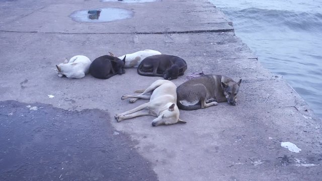 A concrete pavement next to beach where street dogs are resting.