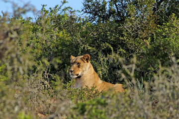 Lazy Lion Lazing