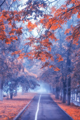 autumn landscape morning in the fog / alley in the city park, misty landscape in the city, trees in...
