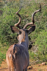 Male Kudu