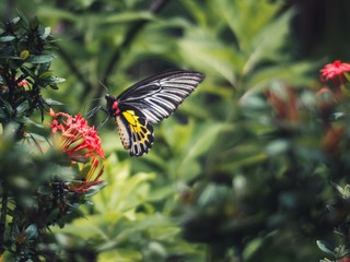 Butterfly eating pollen on a red flower- isolated from green background