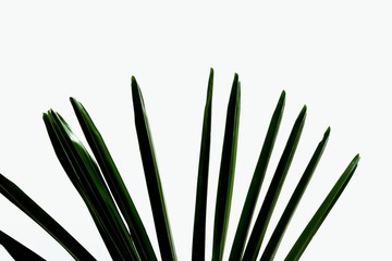 Green tropical palm leaves on white isolated background for backdrop pattern 