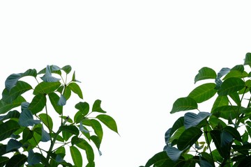 Tropical tree leaves with branches on white isolated background for green foliage 