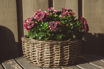Violet flowers in a wicker round basket on a wooden table, natural light and shadows, daylight, floral composition in a garden, vertical photo