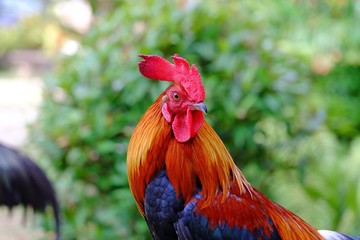 Close up a beautiful rooster standing in the farm on green nature background 