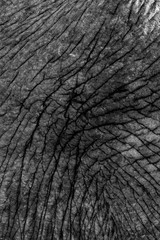Elephant Skin