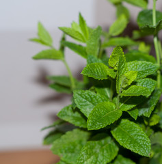 The fresh mint close up