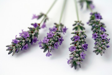 Lavender flowers. Lavandula officinalis.