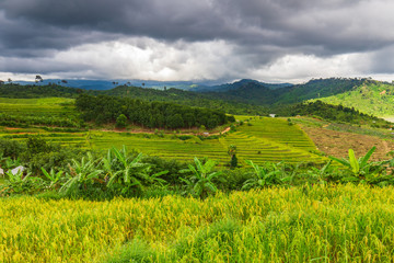 Fototapeta premium Landscape of rice field in the countryside of Thailand.