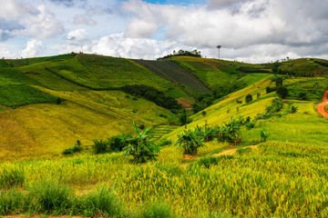 Landscape of rice field in the countryside of Thailand.