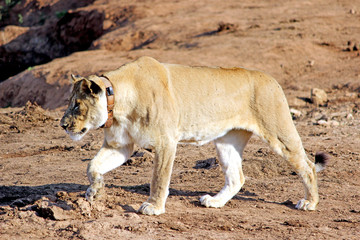 Hunting Lioness