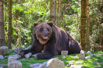 Fototapeta na wymiar European brown bear in a forest landscape at summer. Big brown bear in forest.