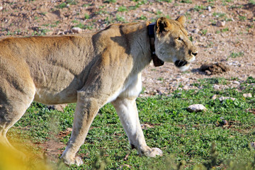 Perusing Lioness