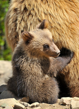 Cute little brown bear cub hiding behind mother bear