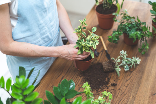 Gardener woman replant green plant at home