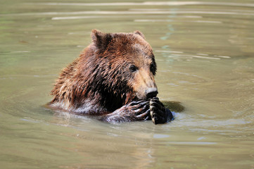 Brown Bear (Ursus arctos) swimming in a lake
