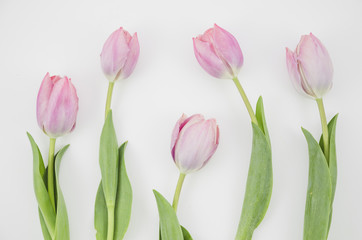 Obraz premium Tulip flowers